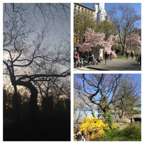 Primavera em NY dá um novo colorido para a cidade