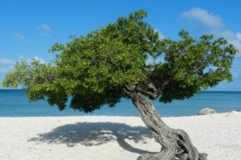 árvore típica de Aruba, Divi-divi