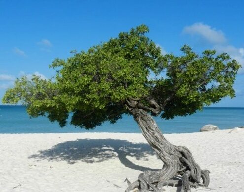árvore típica de Aruba, Divi-divi