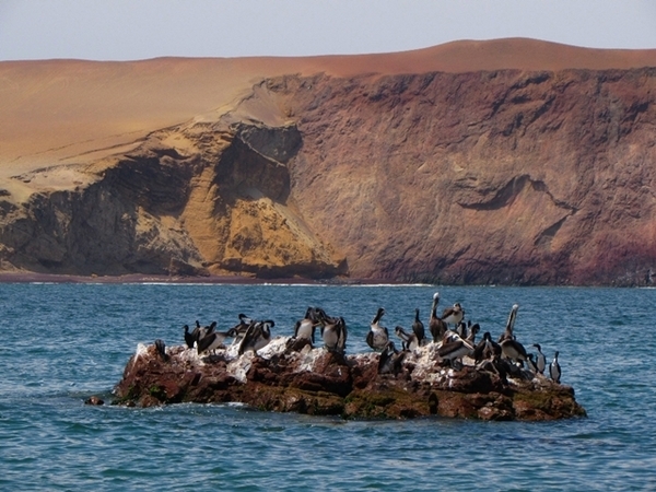 Tour pelas Islas Ballestas, no Peru