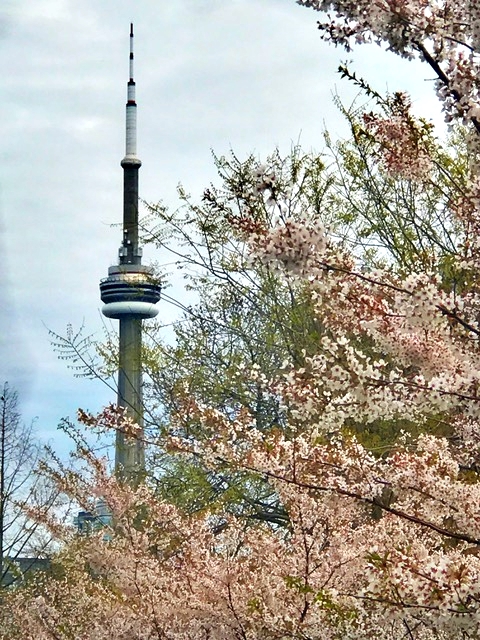 Lindo a vista do parque florido para a CN Tower