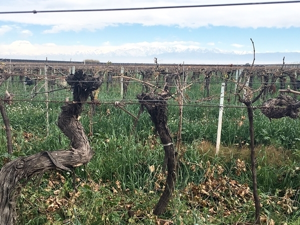 vinícolas imperdíveis em Mendoza