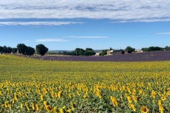 Campo de girassóis em Provence/França