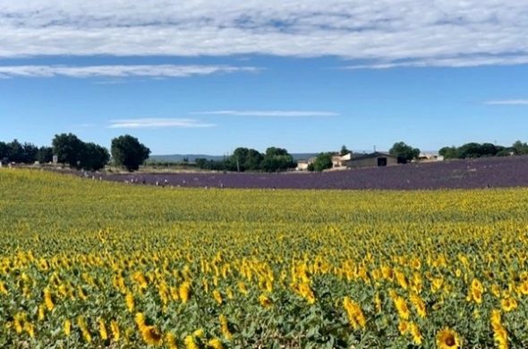 Campo de girassóis em Provence/França