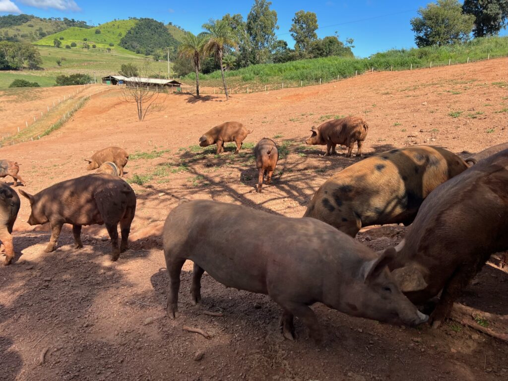 Sítio Rueda em São José do Rio Pardo: por trás da Casa do Porco