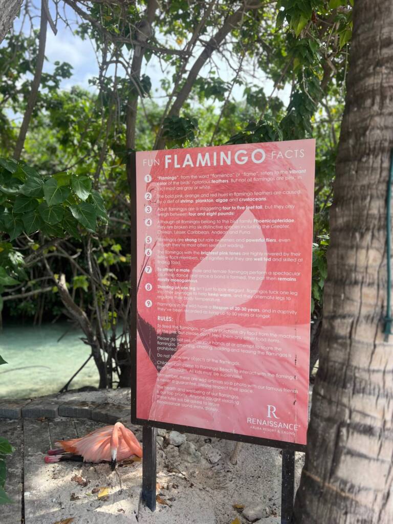 o que fazer em aruba 