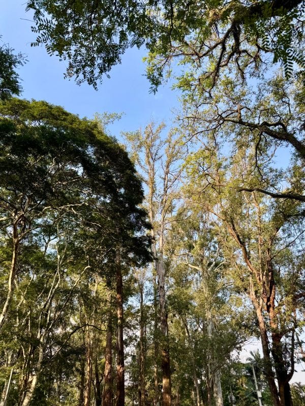 Parque ibirapuera