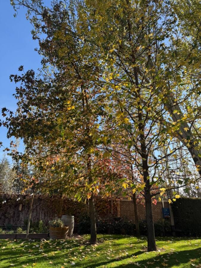 Terraza de Los Andes