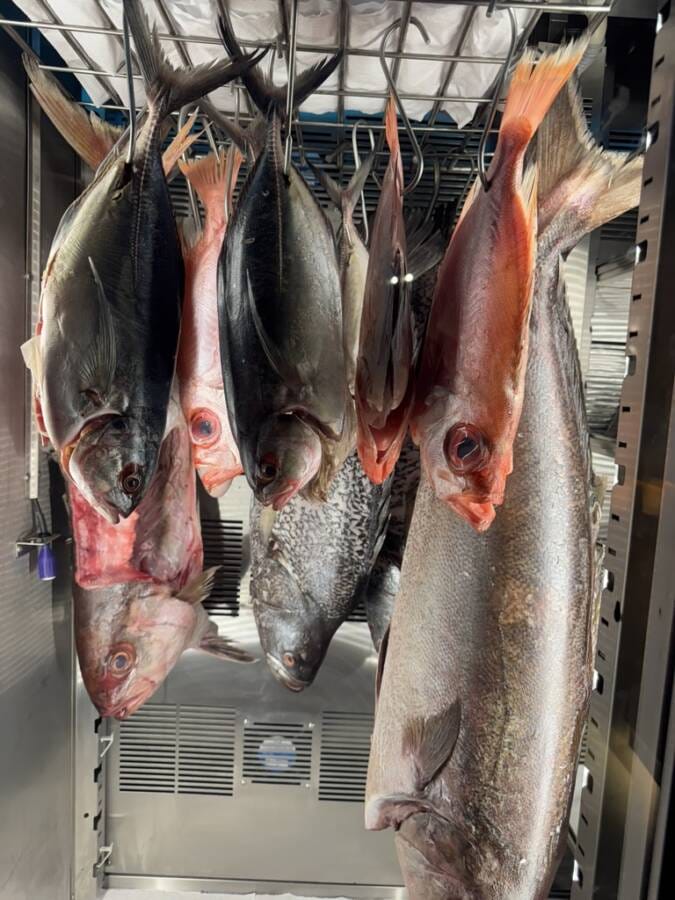 peixes frescos no sushito