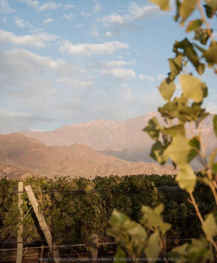 Lançamento do Sauvignon Blanc no Brasil