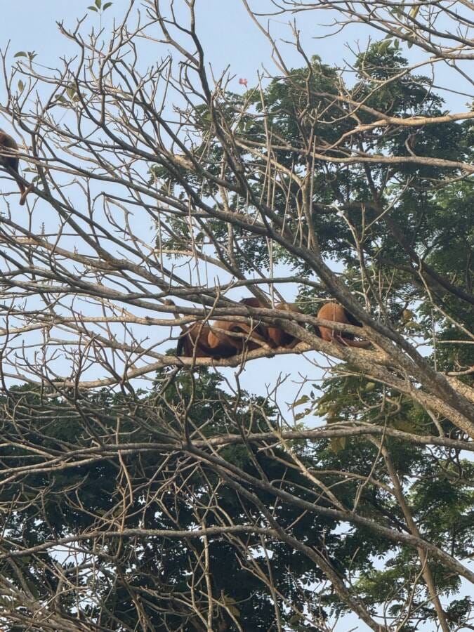 cruzeiro na colômbia